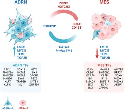 Two bullets in the gun: combining immunotherapy with chemotherapy to defeat neuroblastoma by targeting adrenergic-mesenchymal plasticity